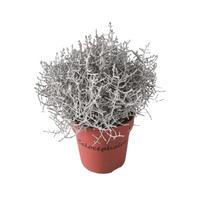 Lauko augalas kalocefalas, Ø 12, 25 cm, Calocephalus Brownii