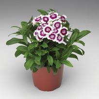 Lauko augalas gvazdikas, Ø 10,5, 20 cm, lot. Dianthus Lucky Lips