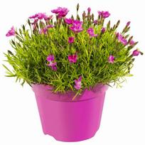 Lauko augalas gvazdikas, Ø 10,5, 20 cm, lot. Dianthus I Love U