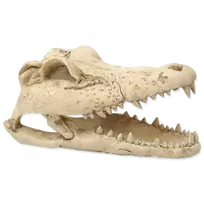 Repti Planet Terrarium decor: Crocodile skull 13.8x6.8x6.5cm