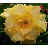 5 ADENIUM OBESUM sėklos  happy gold  Dykumos rožė  šviežios sėklos