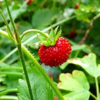 Fragaria moschata - muskusinė braškė 15 šviežių sėklų