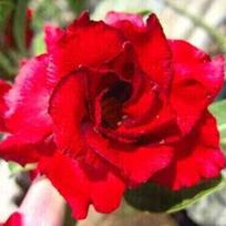 5 ADENIUM OBESUM  Doungdee  Dykumos rožė  pusiau švieži sėklos