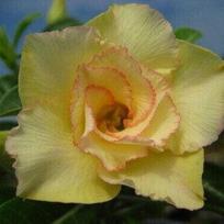 5 ADENIUM OBESUM maithong  dykumos rožės sėklos, šviežios