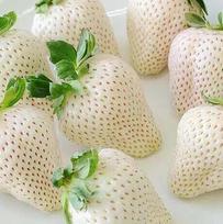 50 JAPONIŠKŲ BALTŲ BRAŠKIŲ SĖKLŲ „Šviežios ir ekologiškos sėklos“