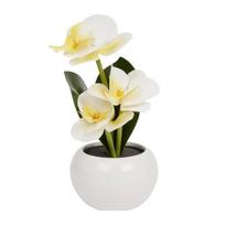 Dekoratyvinis augalas vazonėlyje – Orchidėja su LED