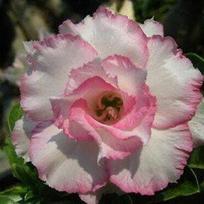 5 ADENIUM OBESUM sėklos  Nangngam  dykumos rožė  šviežios sėklos