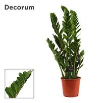 Vazoninis augalas zamiokulkas, Ø 21, 90 cm, lot. ZAMIOCULCAS