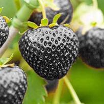 50 juodųjų braškių sėklų - BLACK STRAWBERRY  Šviežios ir ekologiškos sėklos