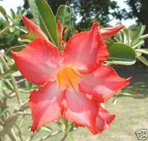 5 ADENIUM OBESUM sėklos  Oranžinės  Dykumos rožės šviežios sėklos