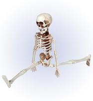 posable "SKELETON" 40 cm