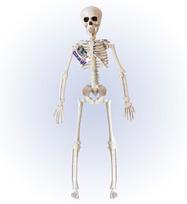Dekoracija, Skeletas, Widmann, judantis, 40 cm