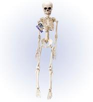 posable "SKELETON" 50 cm