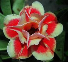5 ADENIUM OBESUM sėklos  Artiysounggord  Dykumos rožė  šviežios sėklos
