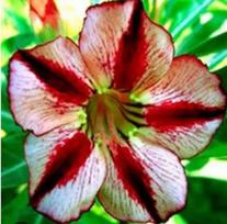 5 ADENIUM OBESUM sėklos  BONDY Red  Dykumos rožė  šviežios sėklos
