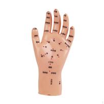 Anatominis žmogaus rankos manekenas Kinų medicinos meridianai Universalus mokomasis tyrimas Sklandus mokymo įrankis 16x8cm