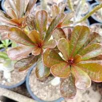 5 ADENIUM OBESUM sėklos  Nin Kan  Dykumos rožė  šviežios sėklos