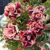 5 ADENIUM OBESUM sėklos  Auksinė kraujo raudona  Dykumos rožė  šviežios sėklos