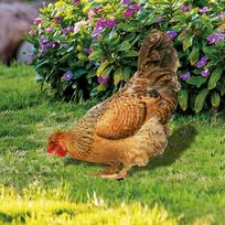 Realistic Chicken Statues,Acrylic Rooster Animals Stakes,Animals Sculptures Decor,Chicken Ornaments Yard Art Decor For Backyard Patio One Size