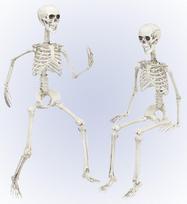 POSABLE SKELETON 90 cm