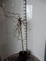 Dekoratyvinis krūmas, lazdynas "Red Majestic", ant stiebo, vazonėlio skersmuo 28 cm.