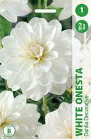 Jurginų svogūnėlis, lot. DAHLIA WHITE, 1 vnt