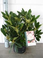 Lauko augalas rododendras, Ø 23, 50 cm, lot. Rhododendron Percy Wiseman