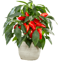Daržovių sodinukai, paprika "Mimi Red", raudona, saldi, vazonėlio skersmuo 10 cm.