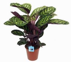 Vazoninis augalas kalatėja, Ø 7, 15 cm, lot. Calathea mix