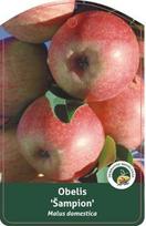 Vaismedis, obelis “Šampion” (Malus domestica)
