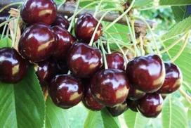 Vaismedis, trešnė “Staccato” (Prunus avium)