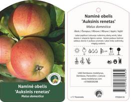 Vaismedis, obelis “Auksinis renetas” (Malus domestica)