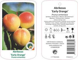 Vaismedis, abrikosas “Early Orange” (Prunus armeniaca)