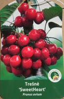 Vaismedis, trešnė “Sweet heart” (Prunus avium)