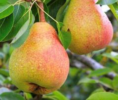 Vaismedis, kriaušė koloninė "Decora" (Pyrus communis)