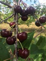 Vaismedis, trešnė "Germa" (Prunus avium)