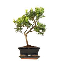 Podocarpus P15 S