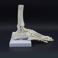 W89C Žmogaus Pėdos Sąnario Skeleto Modelis PVC Pėdos Sąnario Skeleto Modelis Mokymui, Klinikinėms Demonstracijoms ir Anatominiams Tyrimams China Mainland