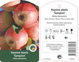 Vaismedis obelis ŠAMPION, lot. MALUS DOMESTICA