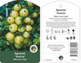 Vaiskrūmis agrastas INVICTA, lot. RIBES UVA-CRISPA