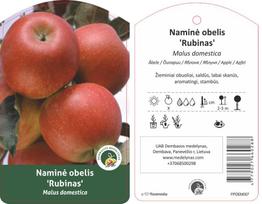 Vaismedis obelis RUBIN, lot. MALUS DOMESTICA