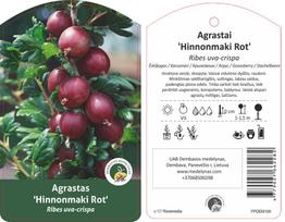 Vaiskrūmis agrastas HINOMAKI ROT, lot. RIBES UVA-CRISPA