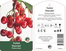 Vaismedis trešnė STACATO, lot. PRUNUS AVIUM