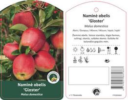 Vaismedis obelis GLOSTER lot. MALUS DOMESTICA