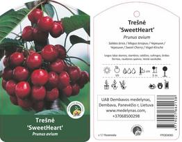 Vaismedis trešnė SWEET HEART