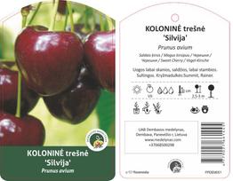 Vaismedis trešnė KOLONINĖ SILVIJA, lot. PRUNUS AVIUM