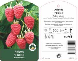 Vaiskrūmis Avietė Polesia, Ø 17, 25 cm, lot. RUBUS