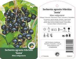 Vaiskrūmis serbento-agrasto hibridas, skiepytas, JOŠTA, lot. RIBES