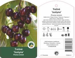 Vaismedis trešnė JUSTYNA, lot. PRUNUS AVIUM