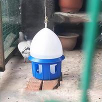 Pigeon Drinker Bird Water Bucket Cage Accessories Dispenser for Peacock 4L
